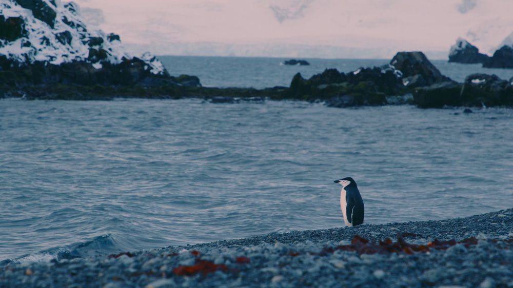 Antarctica