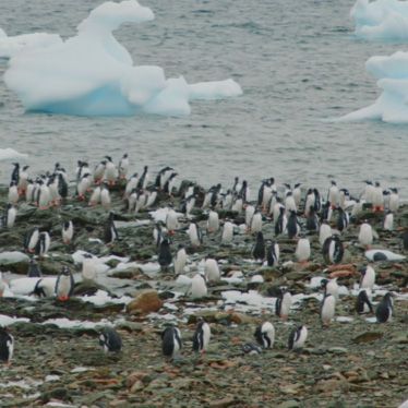 Antarctica